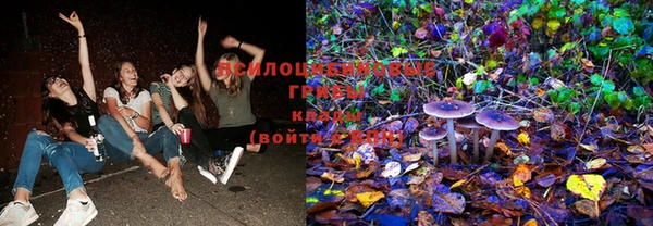 шишки Магас