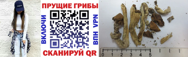 Псилоцибиновые грибы GOLDEN TEACHER  сайты даркнета телеграм  Узловая  что такое  